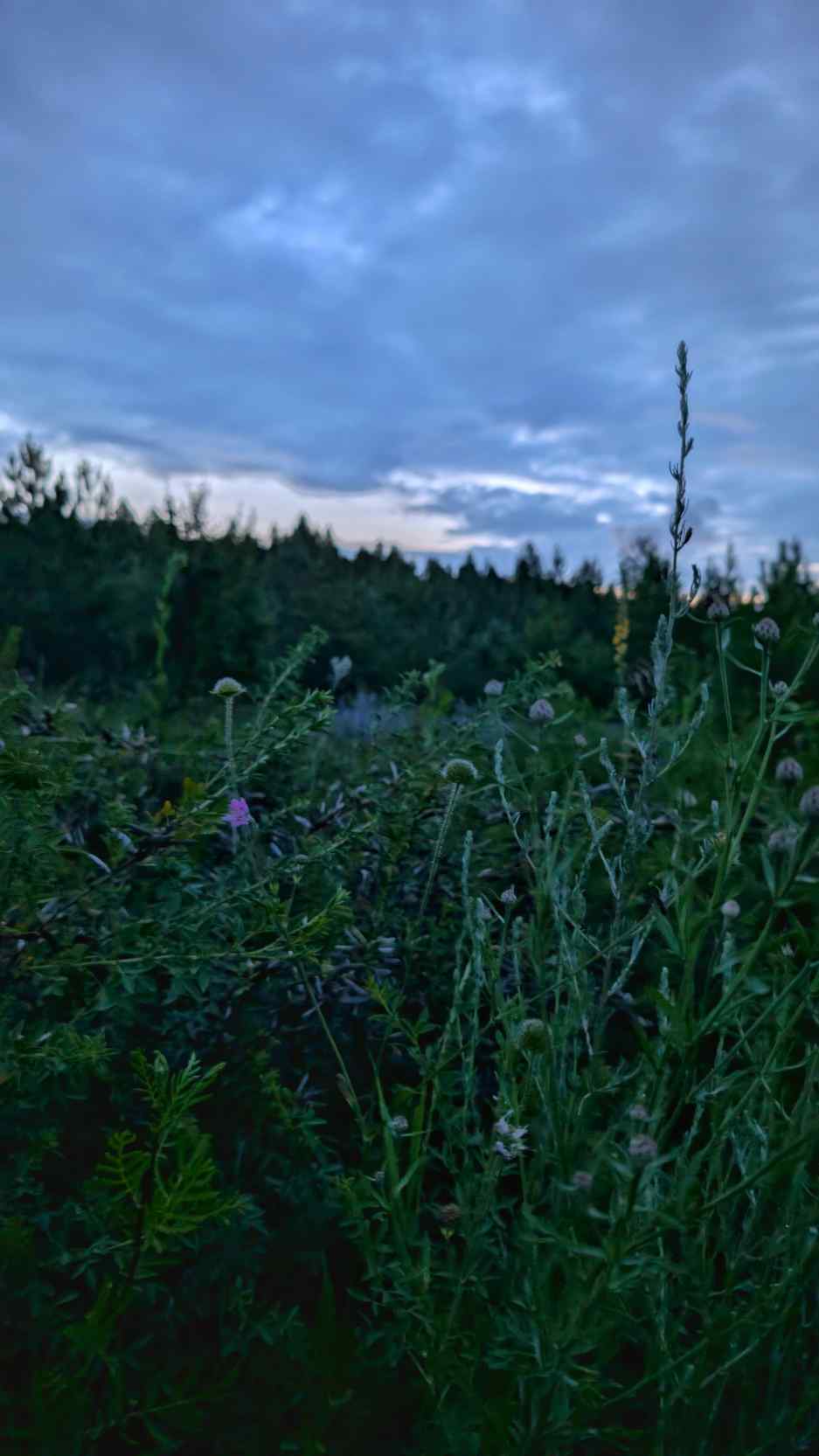 1000000514_1750916875_17ae4957e6.jpg