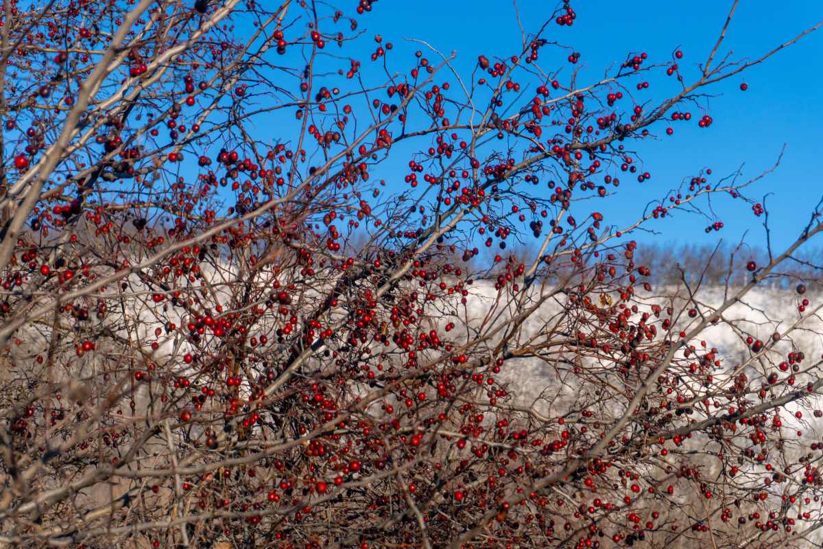 DSC00196_1766099087_1f3311d10b.jpg