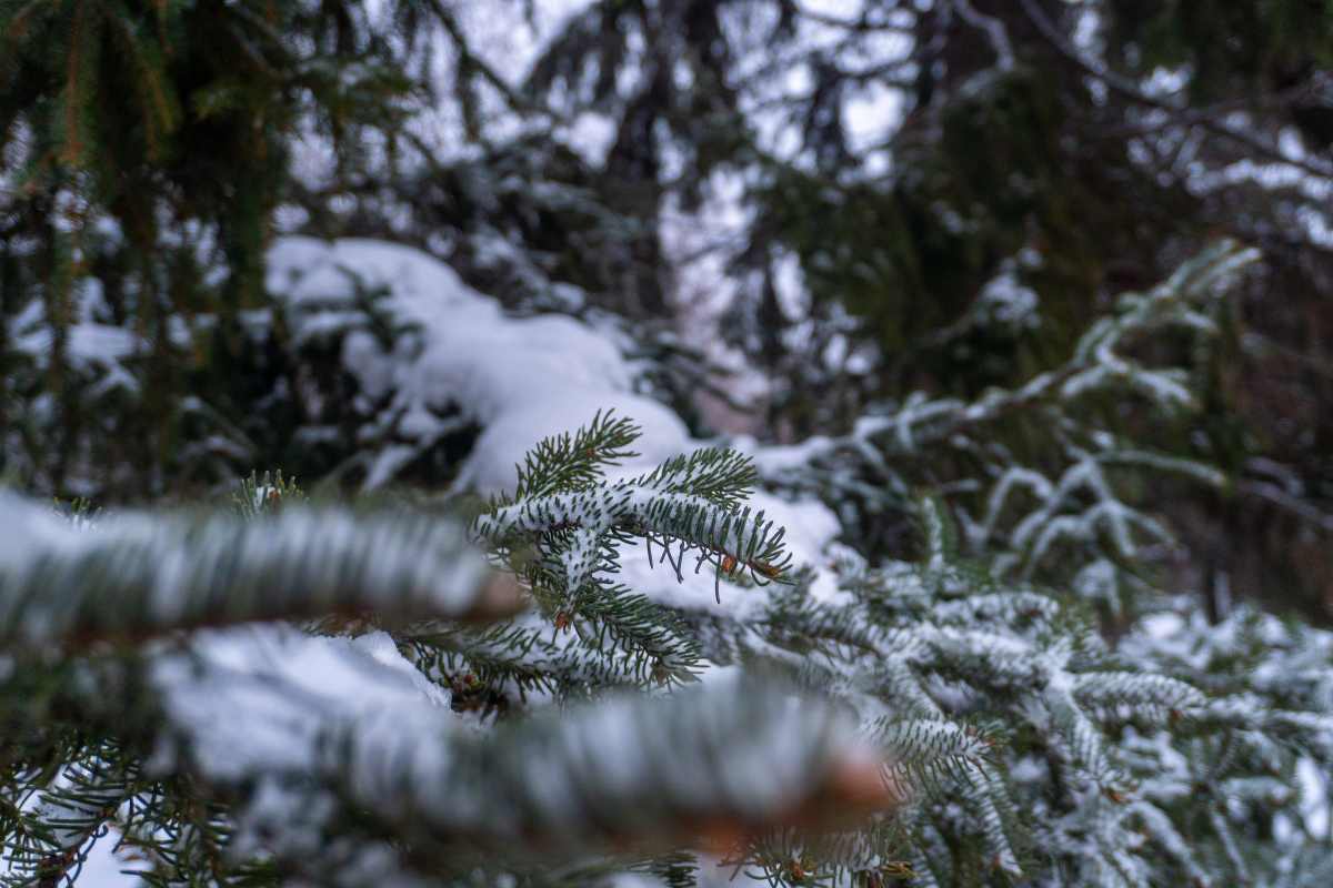 DSC00301_1768131966_ca1497063f.jpg