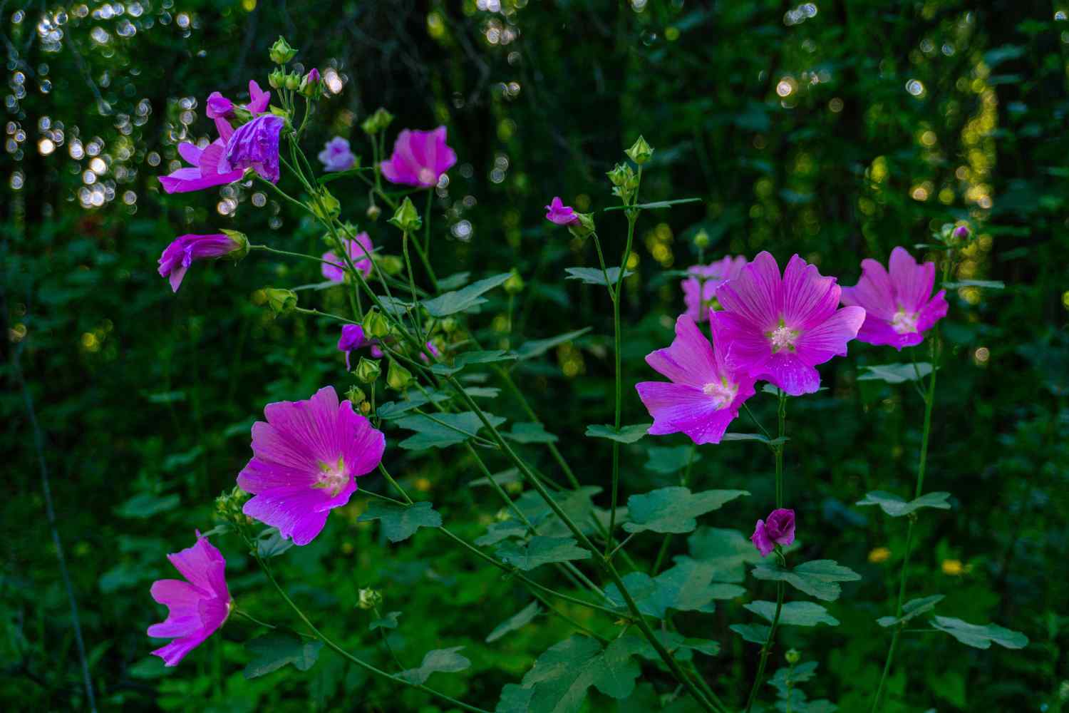 DSC07681_1751527218_97f61ee652.jpg