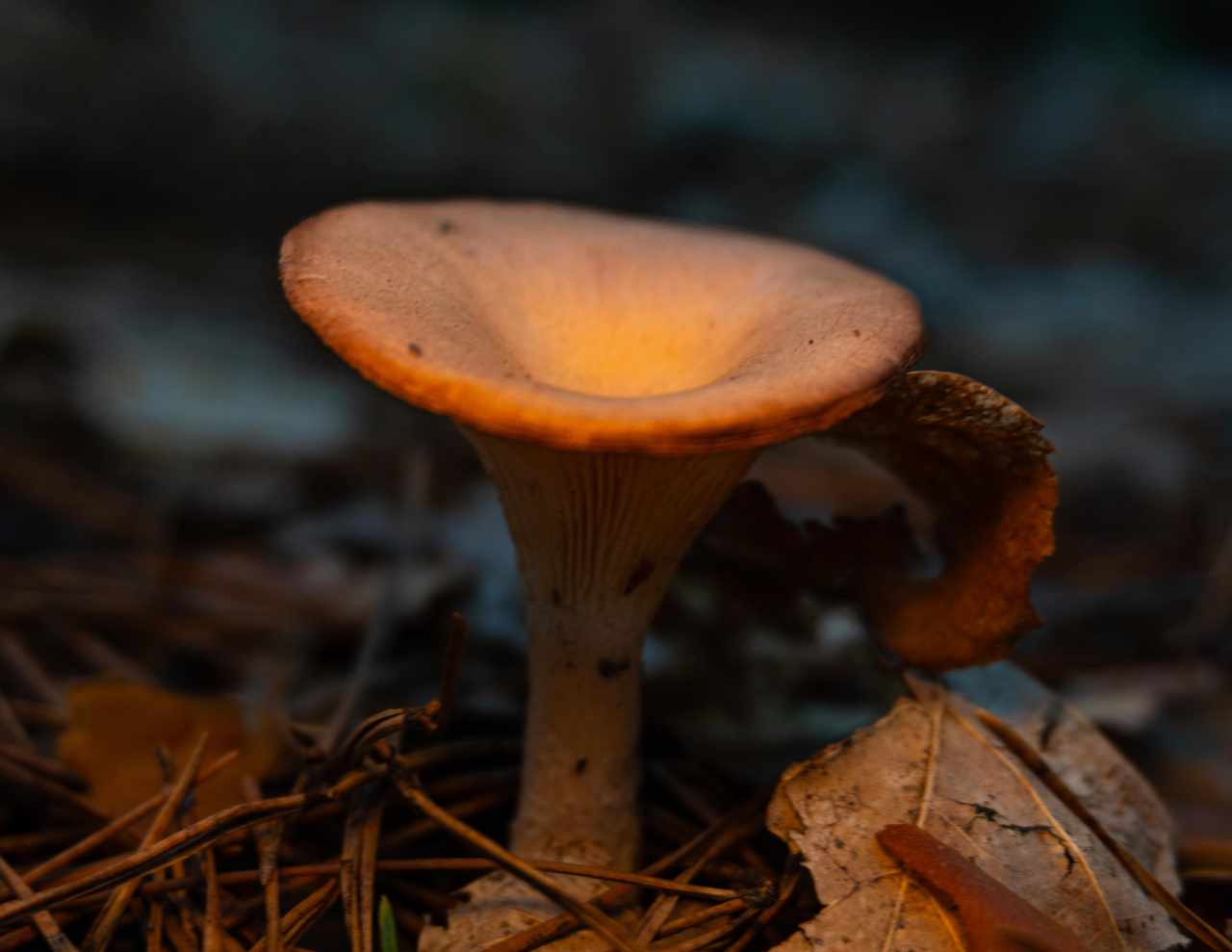 DSC07709_1751527907_e436df1265.jpg