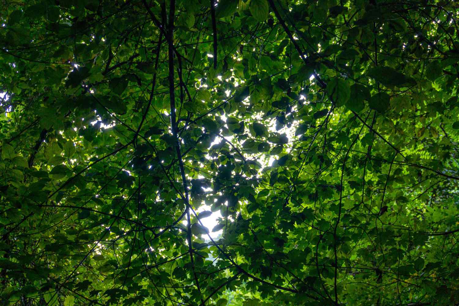 DSC08024_1753453336_d02993f6d8.jpg