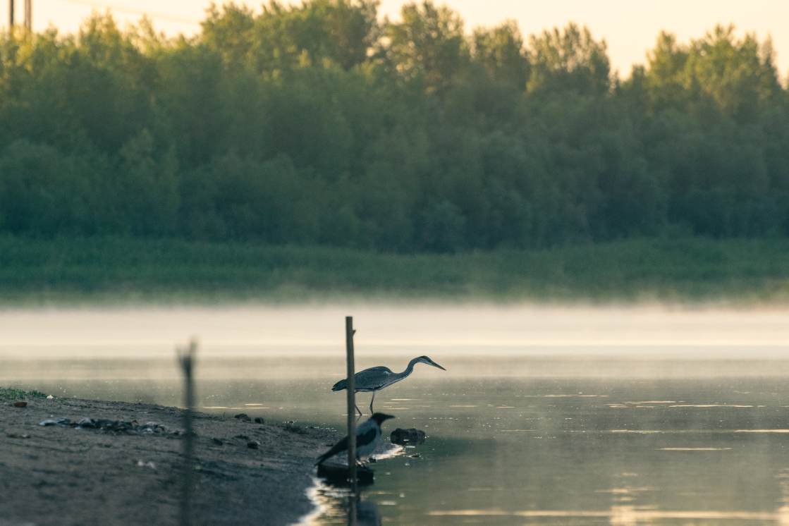 Фотография из папки «Цапля где-то в Китае (под Энгельском)»